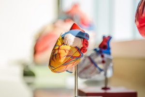 stocksnap heart 2607178 1920